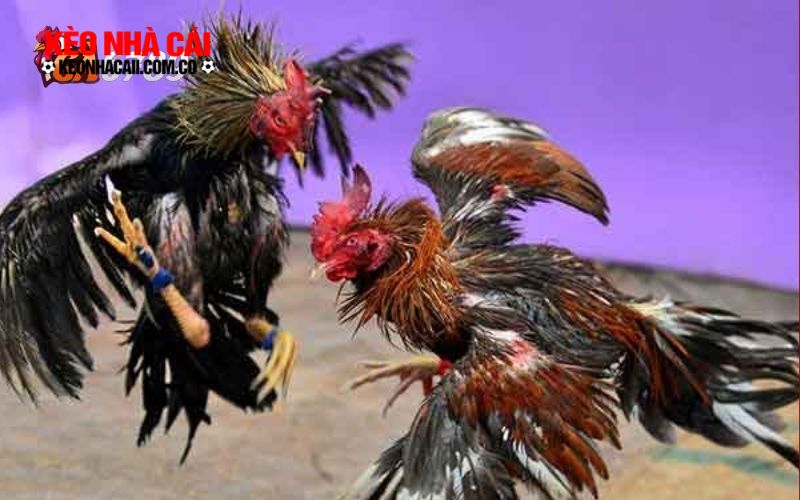GA6789 Đá gà trực tuyến tại GA6789 có gì khác biệt so với địa điểm khác?